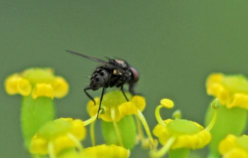 Réf. 237 816 : Azelia monodactyla